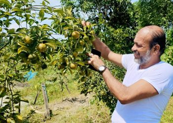 দশমিনায় স্বর্ণ পদকপ্রাপ্ত কৃষি উদ্যাক্তা কাজী আনিছ’র কমলা চাষে বাজিমাত