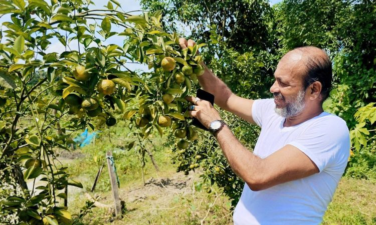 দশমিনায় স্বর্ণ পদকপ্রাপ্ত কৃষি উদ্যাক্তা কাজী আনিছ’র কমলা চাষে বাজিমাত