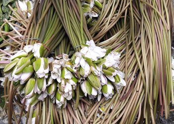 দশমিনায় প্রাকৃতিকভাবে জন্মানো নানা প্রজাতির শাপলা অস্তিত্ব সংকটে