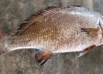 কুয়াকাটায় জেলের জালে ধরা পড়লো কালো পোয়া, ৭২ হাজার টাকায় বিক্রি