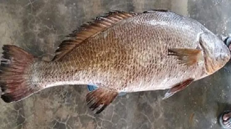 কুয়াকাটায় জেলের জালে ধরা পড়লো কালো পোয়া, ৭২ হাজার টাকায় বিক্রি
