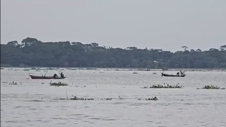 পায়রা-পান্ডব-লোহালিয়ায় মা ইলিশ শিকারের মহোৎসব!