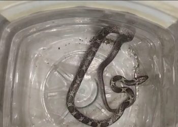 কলাপাড়ায় বসতঘর থেকে ঘরগিন্নি সাপ উদ্ধার