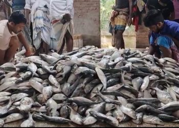 আজ মধ্যরাত থেকে শুরু হচ্ছে জাটকা ইলিশ শিকারে ৮ মাসের নিষেধাজ্ঞা