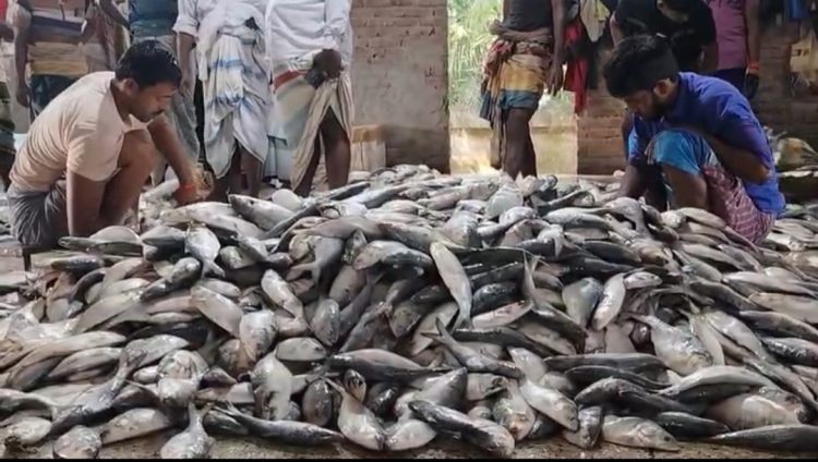 আজ মধ্যরাত থেকে শুরু হচ্ছে জাটকা ইলিশ শিকারে ৮ মাসের নিষেধাজ্ঞা