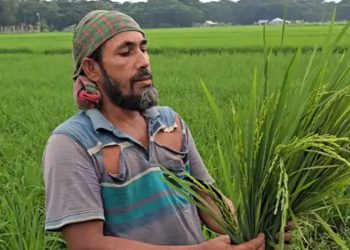 বরগুনায় নিম্নমানের ধানের বীজে শতাধিক কৃষক দিশেহারা