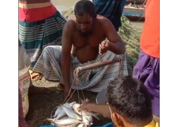 নিষেধাজ্ঞার মধ্যেও গলাচিপায় ইলিশের হাট!