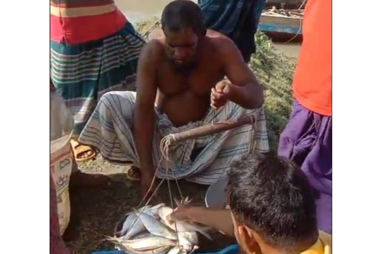 নিষেধাজ্ঞার মধ্যেও গলাচিপায় ইলিশের হাট!