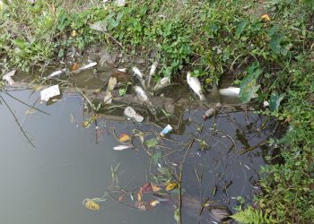 বাউফলে পূর্ব বিরোধের জেরে তিন পুকুরে বিষ প্রয়োগ, পাঁচ লাখ টাকার ক্ষতি