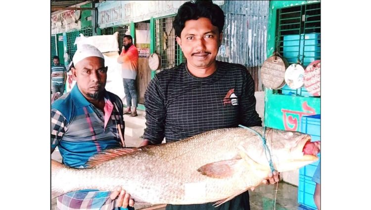 কলাপাড়ায় ধরা পড়লো ৩৭ কেজির কালো পোয়া, বিক্রি এক লাখ ১১ হাজার টাকায়