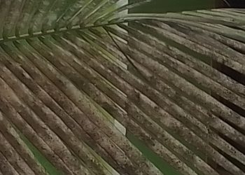 সাদা মাছি’র আক্রমনে বরিশাল অঞ্চলের কোটি নারকেল গাছে ভয়াবহ ফলন বিপর্যয়