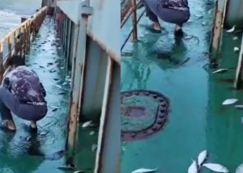 পায়রা বন্দরের কয়লাবাহী লাইটার জাহাজে লাফিয়ে উঠলো তিন মণ ইলিশ!