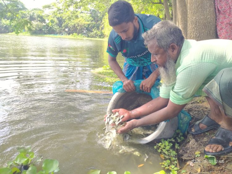 সিডর ও বুলবুলিতে ক্ষতিগ্রস্থ মাছ চাষী নজরুল গাজী ঘুরে দাঁড়াতে চায়