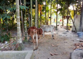 দুমকিতে পাওনা টাকা আদায়ে গরু ছিনিয়ে নেওয়ার অভিযোগ