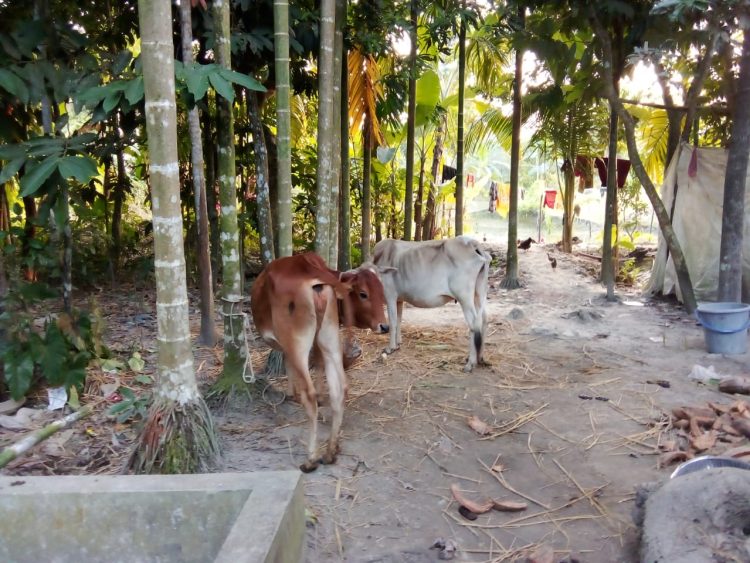 দুমকিতে পাওনা টাকা আদায়ে গরু ছিনিয়ে নেওয়ার অভিযোগ