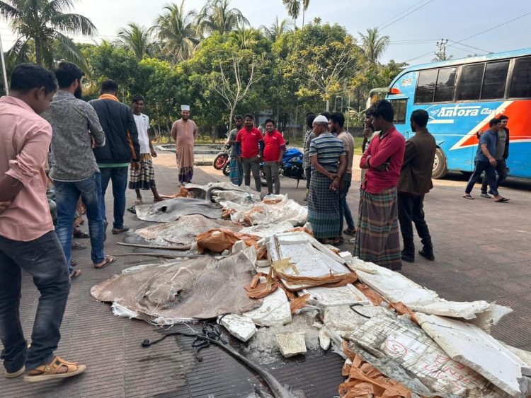 বাউফলে বাসভর্তি সাড়ে ১২ মণ অবৈধ শাপলাপাতা মাছ আটক