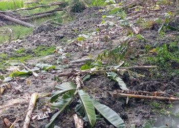জমি ও রাস্তার বিরোধ: কলাবাগান কেটে দিলো দুর্বৃত্তরা