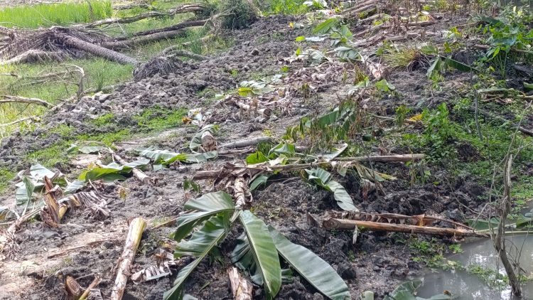 জমি ও রাস্তার বিরোধ: কলাবাগান কেটে দিলো দুর্বৃত্তরা