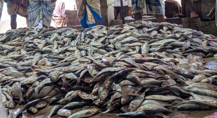 মহিপুর মৎস্য বন্দরে প্রকাশ্যে বিক্রি হচ্ছে শত শত মন জাটকা