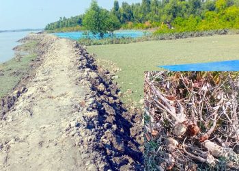 কলাপাড়ায় সোনাতলা নদীতীরসহ সংরক্ষিত বনাঞ্চল দখল, দেখার কেউ নেই