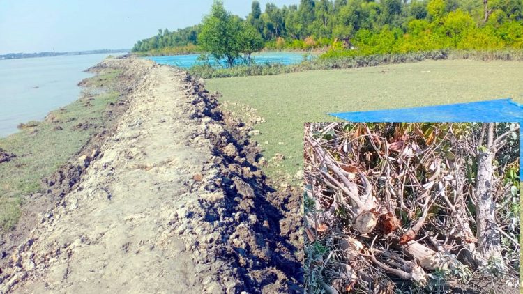 কলাপাড়ায় সোনাতলা নদীতীরসহ সংরক্ষিত বনাঞ্চল দখল, দেখার কেউ নেই