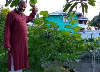 দশমিনায় পুকুরের চারিদিকে মাঁচায় মিষ্টি কুমড়ার চাষে ব্যাপক ফলন