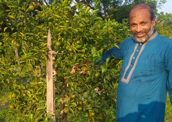 দশমিনায় বাণিজ্যিকভাবে কমলা চাষে কৃষক আনিছুরের সাফল্য