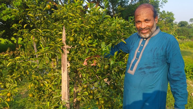 দশমিনায় বাণিজ্যিকভাবে কমলা চাষে কৃষক আনিছুরের সাফল্য