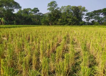 দুমকিতে বিরোধীয় জমির ধানকাটাকে কেন্দ্র করে সংঘর্ষে চারজন আহত