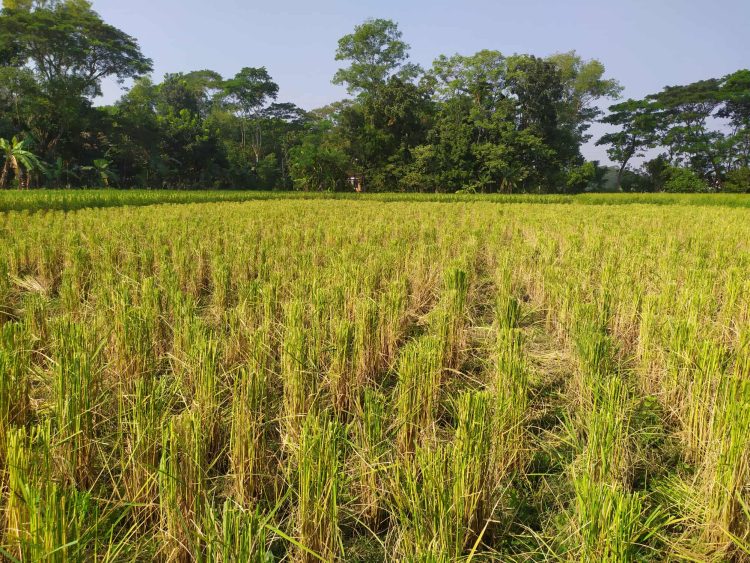 দুমকিতে বিরোধীয় জমির ধানকাটাকে কেন্দ্র করে সংঘর্ষে চারজন আহত