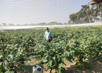 দশমিনায় বেগুন চাষ করে কৃষি উদ্যোক্তাদের সবুজ বিপ্লব