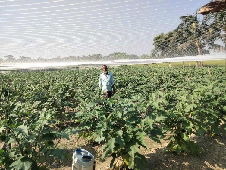 দশমিনায় বেগুন চাষ করে কৃষি উদ্যোক্তাদের সবুজ বিপ্লব