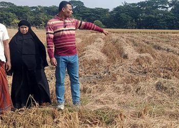 কলাপাড়ায় বিধবা নারীর ১৮ শতক জমির ধান কেটে নেওয়ার অভিযোগ