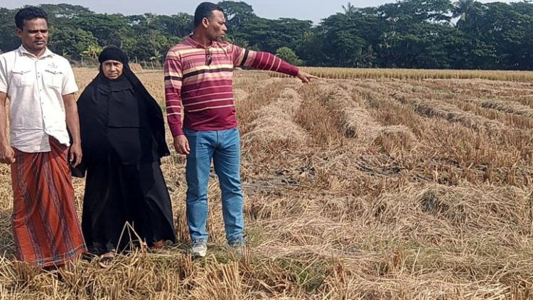 কলাপাড়ায় বিধবা নারীর ১৮ শতক জমির ধান কেটে নেওয়ার অভিযোগ