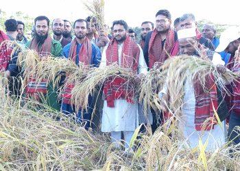 চরফ্যাশনে ধান কর্তন ও নবান্ন উৎসব উদযাপন