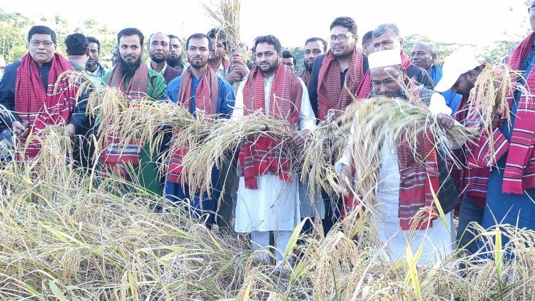 চরফ্যাশনে ধান কর্তন ও নবান্ন উৎসব উদযাপন