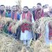 চরফ্যাশনে ধান কর্তন ও নবান্ন উৎসব উদযাপন