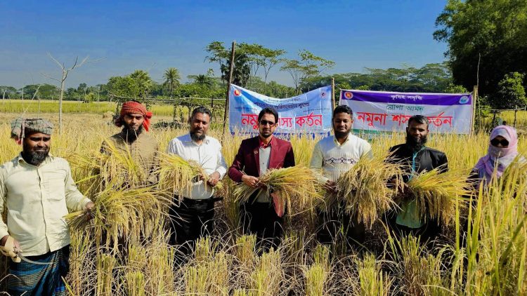 দশমিনায় আমন ধানের নমুনা শস্য কর্তন