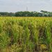 চরফ্যাশনে নিষেধাজ্ঞা অমান্য করে ধান কাটার চেষ্টা, আতঙ্কে কৃষক পরিবার