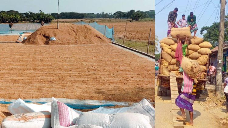 কলাপাড়ায় ধান কাটা-মাড়াই-বিক্রির দর ৪৬ কেজিতে মণ, সব নির্ধারণ করেন সিন্ডিকেট