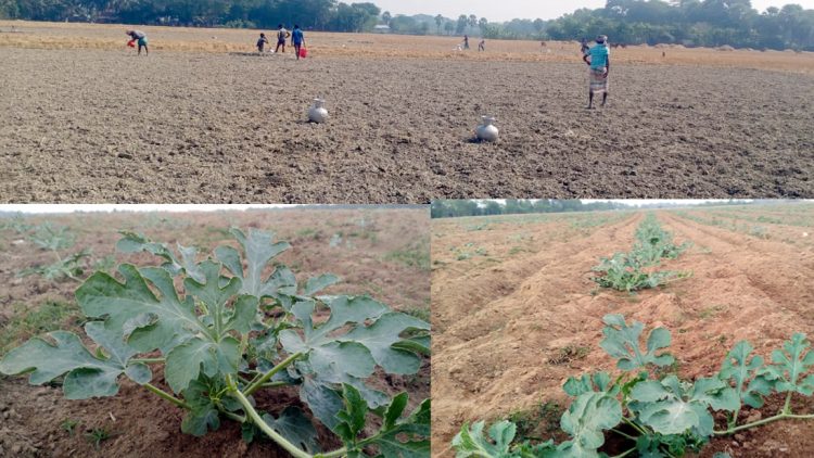 কলাপাড়ায় বাণিজ্যিকভাবে তরমুজের আবাদে নেমেছেন পাঁচহাজার কৃষক