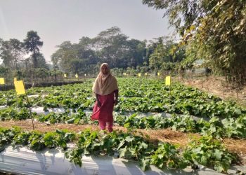 দশমিনায় আঠালো হলুদ ফাঁদ পদ্ধতিতে খিরা চাষে সাফল্য