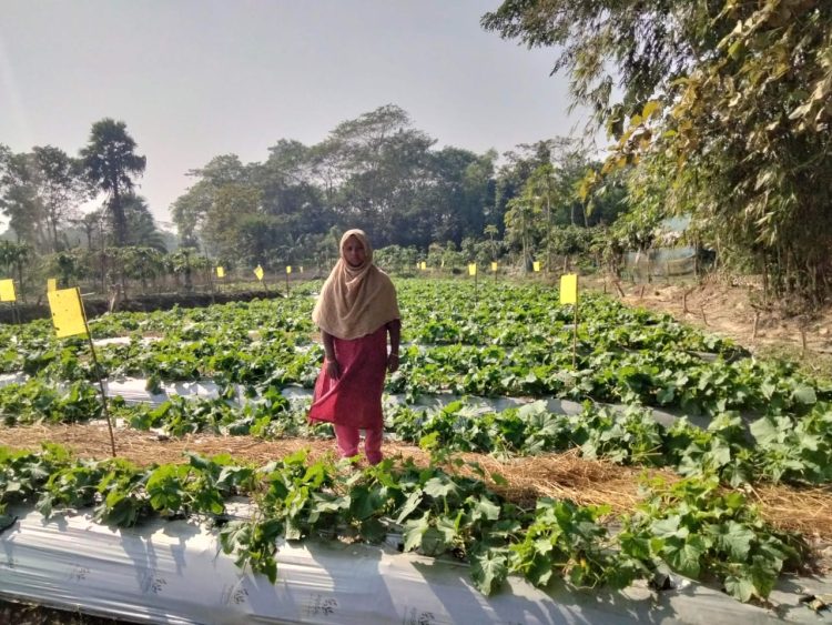 দশমিনায় আঠালো হলুদ ফাঁদ পদ্ধতিতে খিরা চাষে সাফল্য