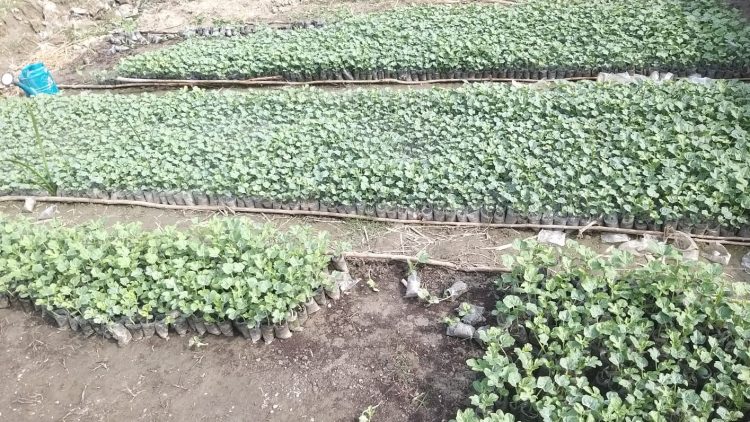 বাউফলে ২’শ একর জমিতে তরমুজ চাষাবাদ বাঁধাগ্রস্থ, ৪ কোটি টাকা ক্ষতির শঙ্কা