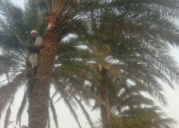 দশমিনায় শীত মৌসুমের মুখরোচক খেজুরের রস পাওয়া দুস্কর