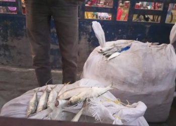 দুমকিতে যাত্রীবাহী বাস থেকে পাঁচমণ জাটকা জব্দ