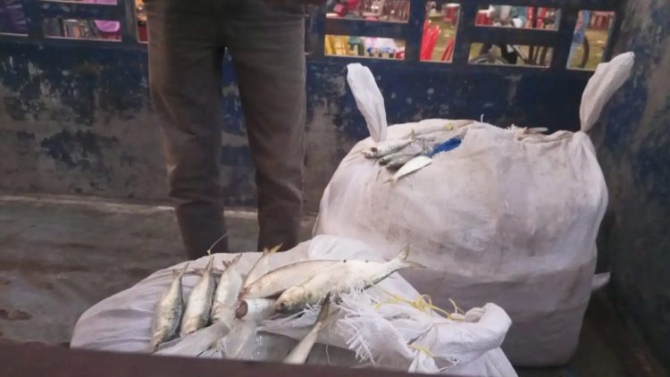 দুমকিতে যাত্রীবাহী বাস থেকে পাঁচমণ জাটকা জব্দ