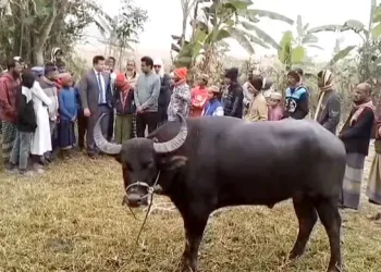 কলাপাড়ায় মহিষের লড়াই দেখতে মানুষের ভিড়, প্রশাসনের বাধায় স্থগিত