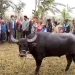 কলাপাড়ায় মহিষের লড়াই দেখতে মানুষের ভিড়, প্রশাসনের বাধায় স্থগিত