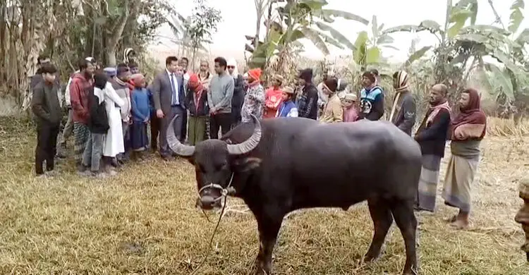 কলাপাড়ায় মহিষের লড়াই দেখতে মানুষের ভিড়, প্রশাসনের বাধায় স্থগিত